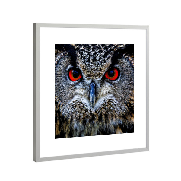 Poster mit Rahmen Silber "UHU, Portrait" artboxONE - Natur,Tiere - Uhu,Augen,Portrait,Rot,Eule,Greifvogel