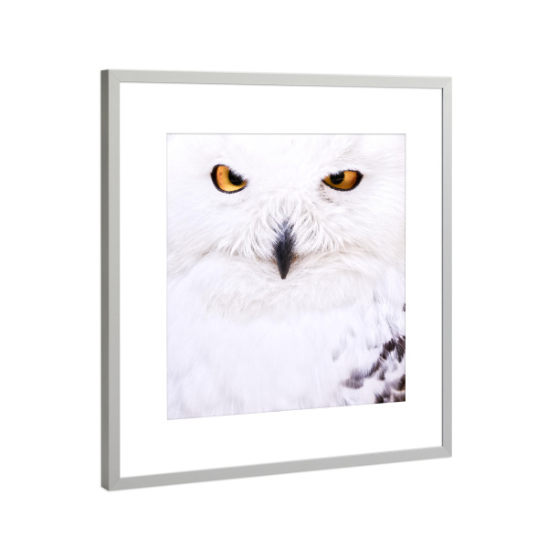 Poster mit Rahmen Silber "Schneeeule im Portrait" artboxONE - Natur,Tiere - Schneeeule,Eule,Gelb,Vogel,Greifvogel,Weiß