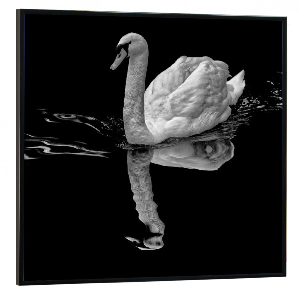 Poster mit schwarzem Rahmen 30x30 cm "Schwan, lautloser gleiter" artboxONE - Natur,Tiere,Schwarzweiß