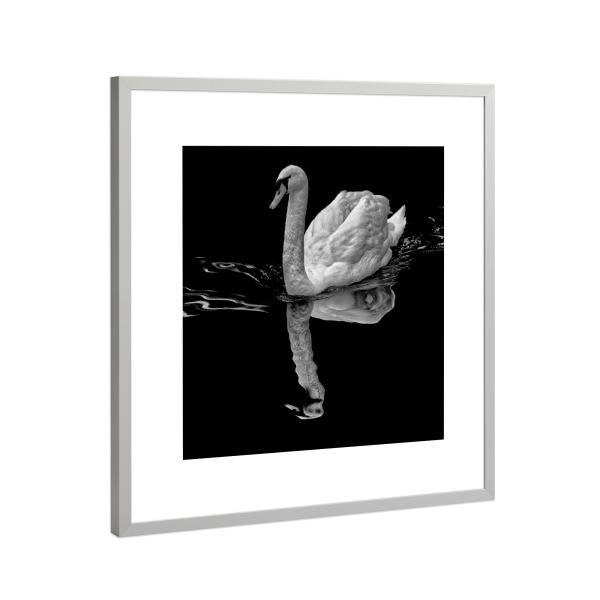 Poster mit Rahmen Silber "Schwan, lautloser gleiter" artboxONE - Natur,Tiere,Schwarzweiß