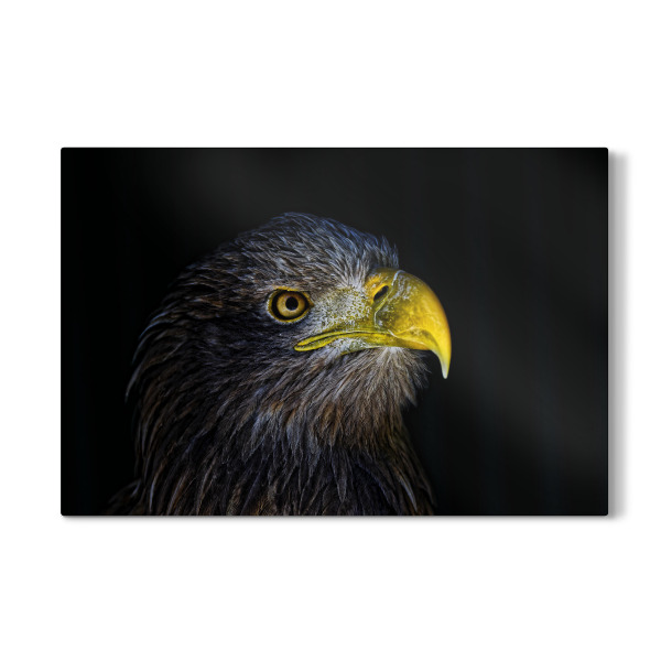 Galerie-Print "Seeadler, im Profil" 75x50 cm artboxONE