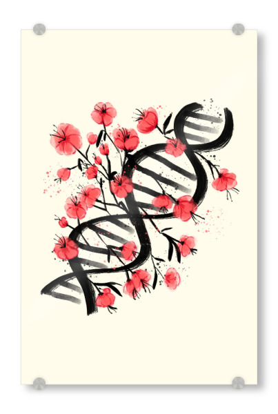 Acrylglasbild "Sakura Sumie DNA" artboxONE - Floral
