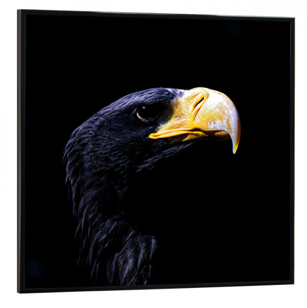 Poster mit schwarzem Rahmen 30x30 cm "Riesenseeadler, im Profil" artboxONE - Natur,Tiere - Riesenseeadler,Adler,Raubvogel,Gelb,Schwarz,Portrait