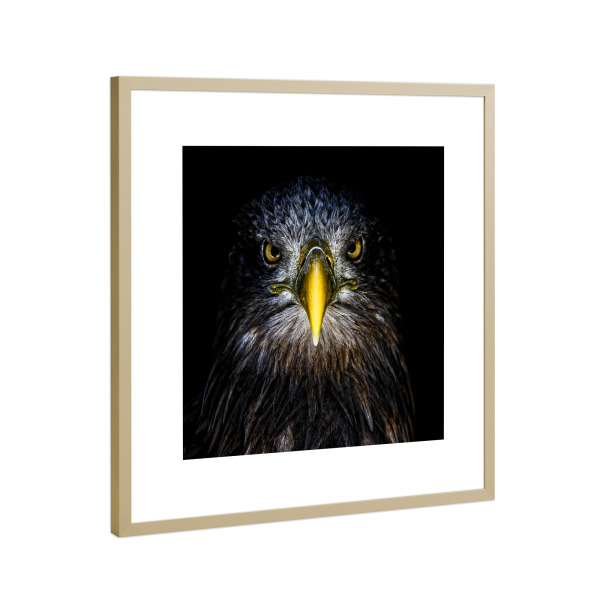 Poster mit Rahmen Gold "Seeadler, schau mir in die Augen" artboxONE - Natur,Tiere - Seeadler,Vogel,Raubvogel,Potrait,Beobachten,Blick,Augen