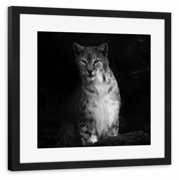 Poster mit Rahmen schwarz "Luchs, stiller Beobachter" artboxONE - Natur,Tiere,Schwarzweiß - Luchs,Katze,Wildtier,Schwarzweiß,Portrait,Beobachten