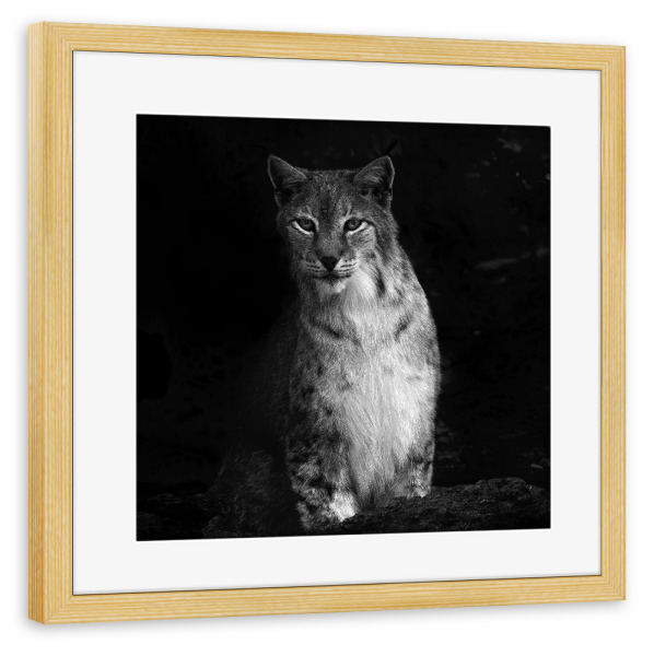 Poster mit Rahmen kiefer "Luchs, stiller Beobachter" artboxONE - Natur,Tiere,Schwarzweiß - Luchs,Katze,Wildtier,Schwarzweiß,Portrait,Beobachten