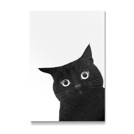 Funny peeping black cat