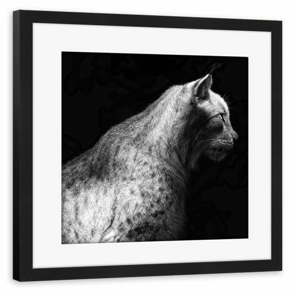Poster mit Rahmen schwarz "Luchs, Beobachtet" artboxONE - Natur,Tiere,Schwarzweiß - Luchs,Wildkatze,Wildtier,Portrait,Schwarzweiß,S/w