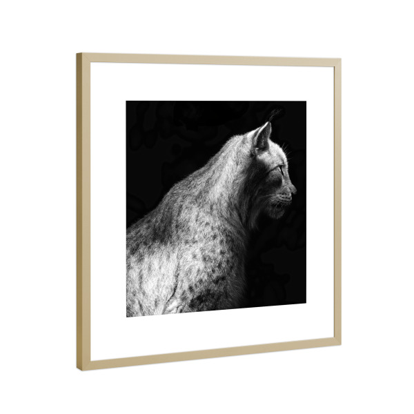 Poster mit Rahmen Gold "Luchs, Beobachtet" artboxONE - Natur,Tiere,Schwarzweiß - Luchs,Wildkatze,Wildtier,Portrait,Schwarzweiß,S/w