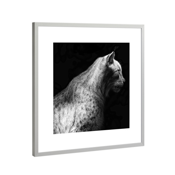 Poster mit Rahmen Silber "Luchs, Beobachtet" artboxONE - Natur,Tiere,Schwarzweiß - Luchs,Wildkatze,Wildtier,Portrait,Schwarzweiß,S/w