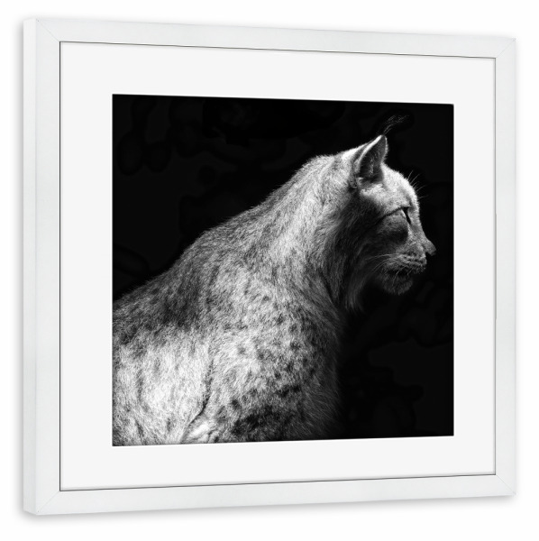 Poster mit Rahmen weiß "Luchs, Beobachtet" artboxONE - Natur,Tiere,Schwarzweiß - Luchs,Wildkatze,Wildtier,Portrait,Schwarzweiß,S/w