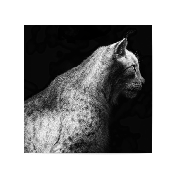 Poster 20x20 cm "Luchs, Beobachtet" artboxONE - Natur,Tiere,Schwarzweiß - Luchs,Wildkatze,Wildtier,Portrait,Schwarzweiß,S/w