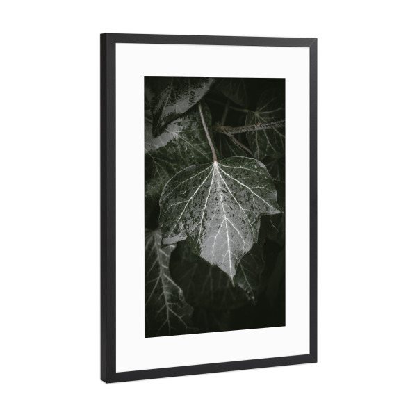 Poster mit Rahmen Schwarz (Metallic) "Efeu im Regen" artboxONE - Natur,Floral - Blatt,Blätter,Nass,Regentropfen,Hedera helix,Naturfoto,Pflanze