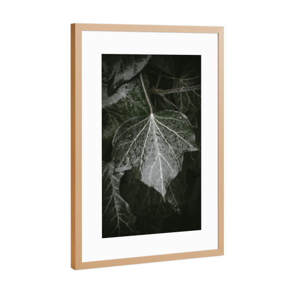 Poster mit Rahmen Kupfer "Efeu im Regen" artboxONE - Natur,Floral - Blatt,Blätter,Nass,Regentropfen,Hedera helix,Naturfoto,Pflanze