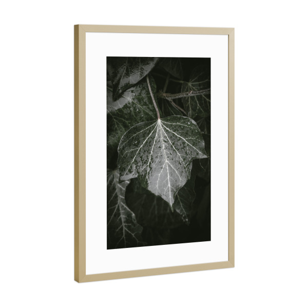 Poster mit Rahmen Gold "Efeu im Regen" artboxONE - Natur,Floral - Blatt,Blätter,Nass,Regentropfen,Hedera helix,Naturfoto,Pflanze