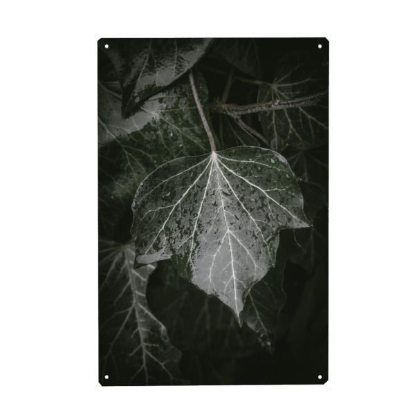 Metall Poster "Efeu im Regen" artboxONE - Natur,Floral - Blatt,Blätter,Nass,Regentropfen,Hedera helix,Naturfoto,Pflanze - Blechschild
