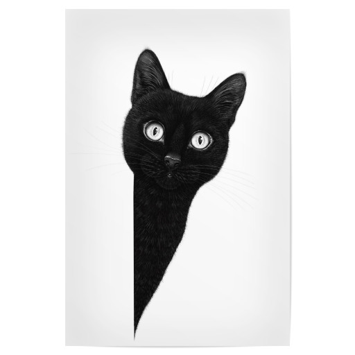 Curious black cat
