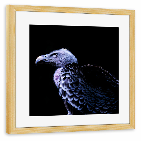 Poster mit Rahmen kiefer "Gänsegeier, im Profil" artboxONE - Natur,Tiere - Gänsegeier,Geier,Vogel,Blau,Im profil,Tier