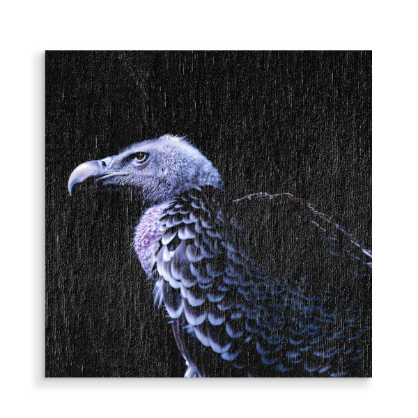 Holzbild "Gänsegeier, im Profil" artboxONE - Natur,Tiere - Gänsegeier,Geier,Vogel,Blau,Im profil,Tier