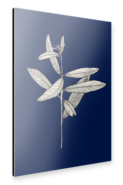 Alu-Dibond "Danushka - Botanical A" 30x20 cm artboxONE