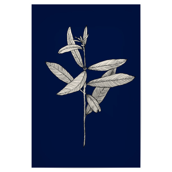 Poster 30x20 cm "Danushka - Botanical A" artboxONE - Natur,Floral,Schwarzweiß - Botanik,Blume,Natur,Blatt,Blätter,Illustration