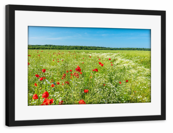 Poster mit Rahmen schwarz "Raps und Mohnblumen" artboxONE - Natur,Reise