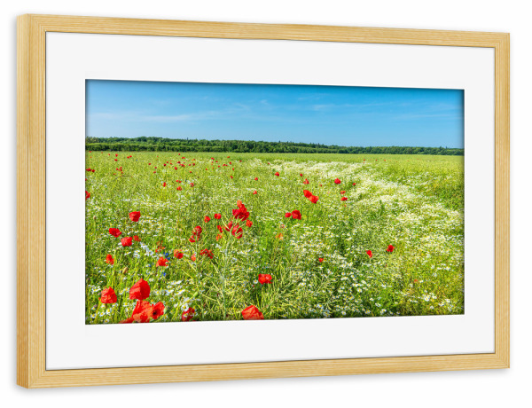 Poster mit Rahmen kiefer "Raps und Mohnblumen" artboxONE - Natur,Reise