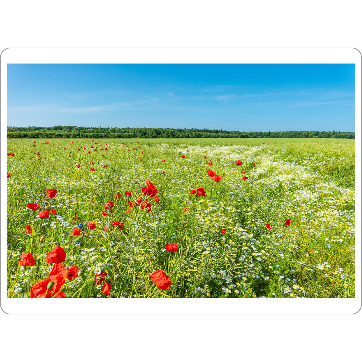 Tischset "Raps und Mohnblumen" artboxONE - Natur,Reise