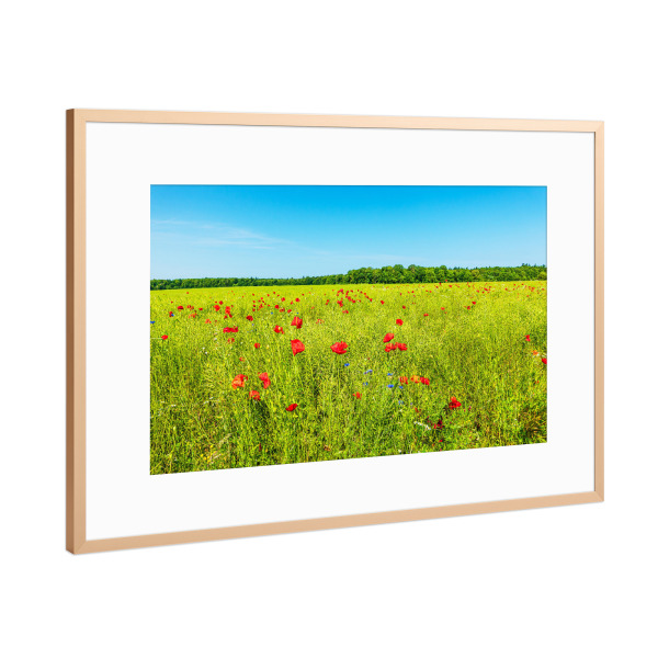 Poster mit Rahmen Kupfer "Rapsfeld und Mohnblumen" artboxONE - Natur,Reise