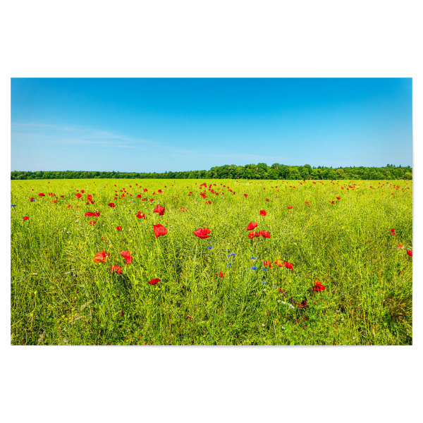 Poster 30x20 cm "Rapsfeld und Mohnblumen" artboxONE - Natur,Reise