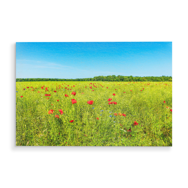 Holzbild "Rapsfeld und Mohnblumen" artboxONE - Natur,Reise