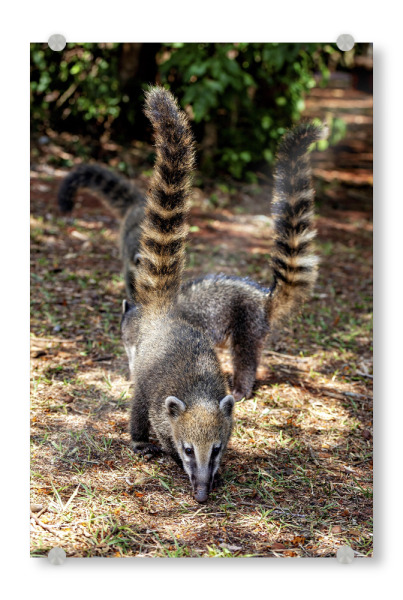 Acrylglasbild "Nasenbären im Dschungel" artboxONE - Natur,Tiere - Nasenbär,Säugetier,Südamerika,Bär,Wildlife