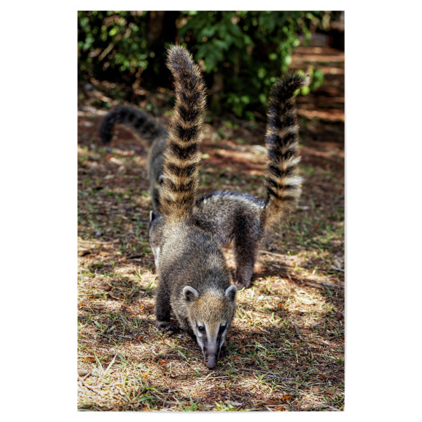 Poster "Nasenbären im Dschungel" artboxONE - Natur,Tiere - Nasenbär,Säugetier,Südamerika,Bär,Wildlife