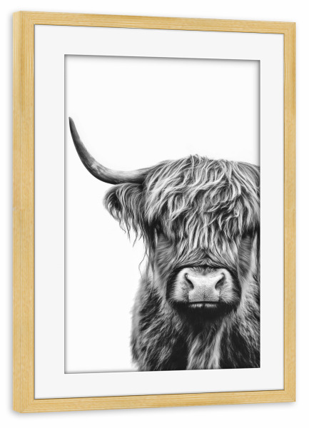 Poster mit Rahmen kiefer "Zotteliger Hochlandrind" artboxONE - Natur,Tiere