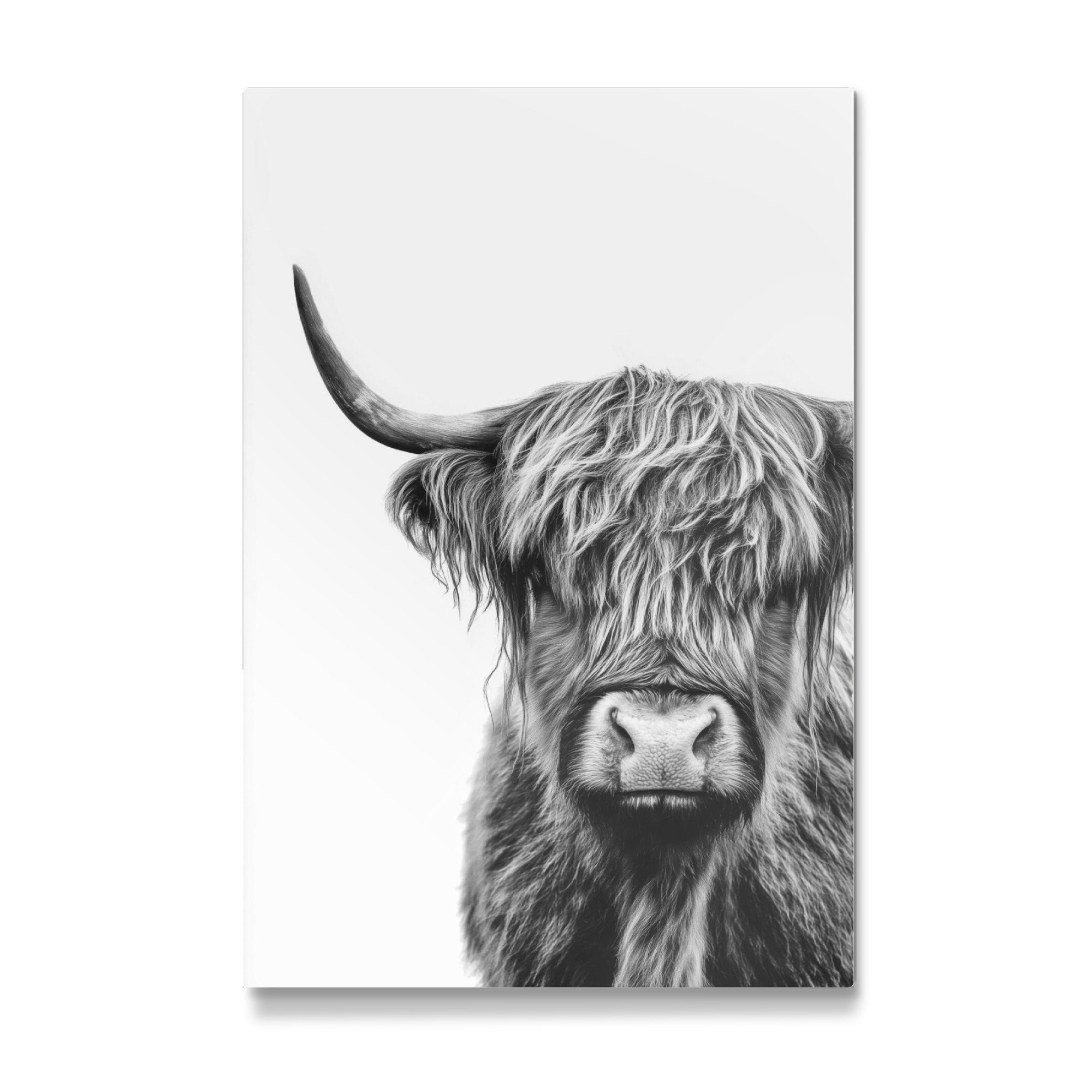 Galerie-Print "Zotteliger Hochlandrind" 75x50 cm artboxONE