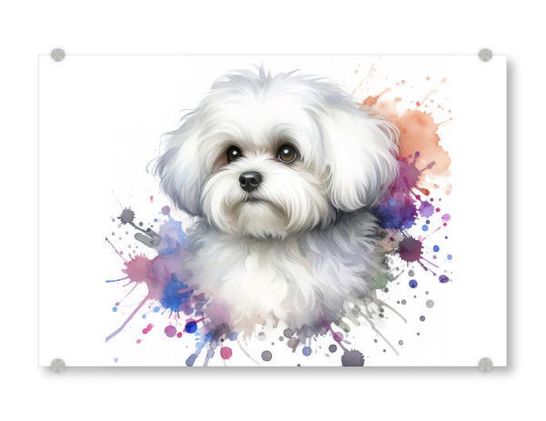 Acrylglasbild "Maltesischer Bichon in Aquarell" artboxONE - Tiere,Abstrakt