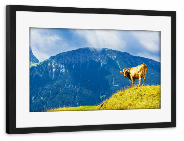 Poster mit Rahmen schwarz "Kuh auf dem Isenberch" artboxONE - Natur,Reise,Tiere