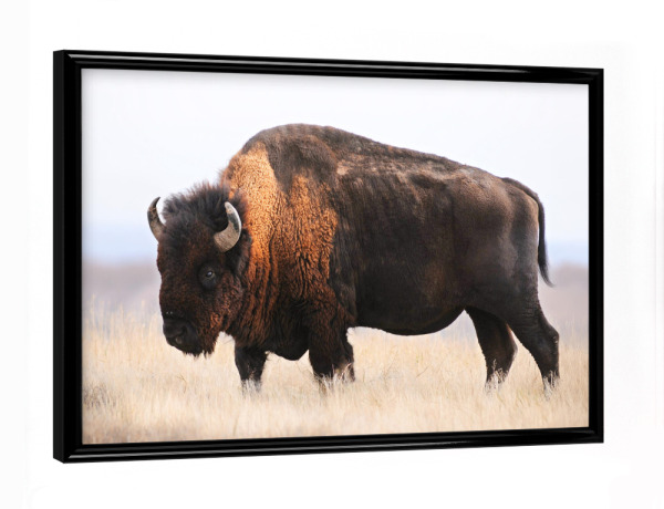 Poster mit schwarzem Rahmen "Bison flüstert" artboxONE - Natur,Reise,Tiere,Reise / Afrika,Für Papa
