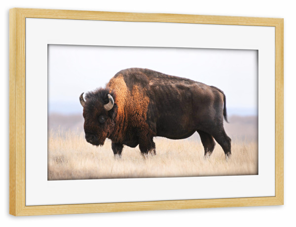 Poster mit Rahmen kiefer "Bison flüstert" artboxONE - Natur,Reise,Tiere,Reise / Afrika,Für Papa