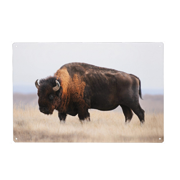 Metall Poster "Bison flüstert" artboxONE - Natur,Reise,Tiere,Reise / Afrika,Für Papa