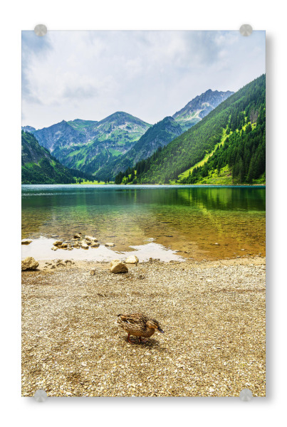 Acrylglasbild "Vilsalpsee mit Ente" artboxONE - Natur,Reise,Tiere
