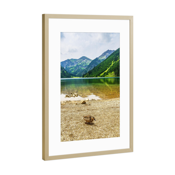 Poster mit Rahmen Gold "Vilsalpsee mit Ente" artboxONE - Natur,Reise,Tiere