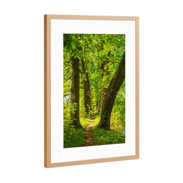 Poster mit Rahmen Kupfer "Wanderweg zwischen Bäumen" artboxONE - Natur,Reise