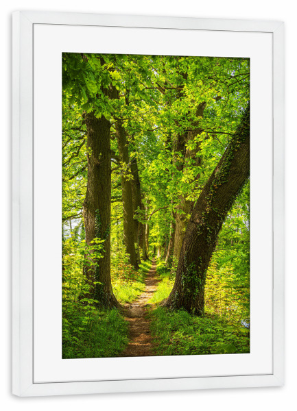 Poster mit Rahmen weiß "Wanderweg zwischen Bäumen" artboxONE - Natur,Reise