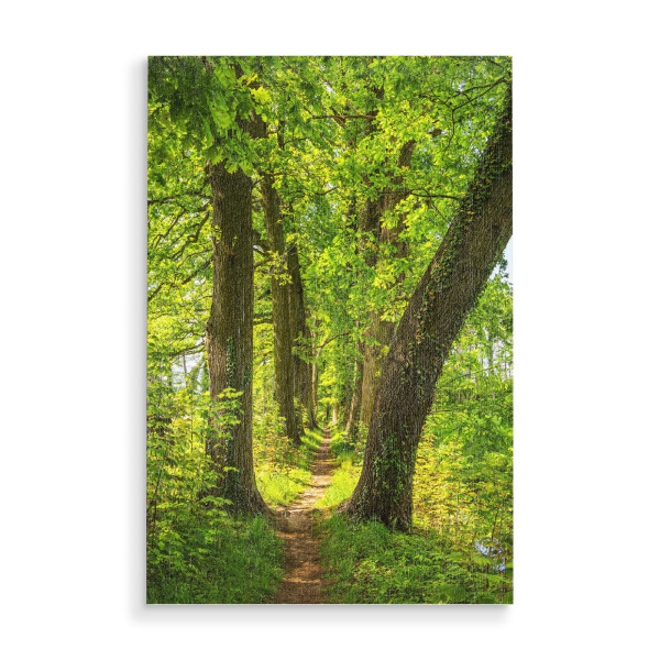 Holzbild "Wanderweg zwischen Bäumen" artboxONE - Natur,Reise