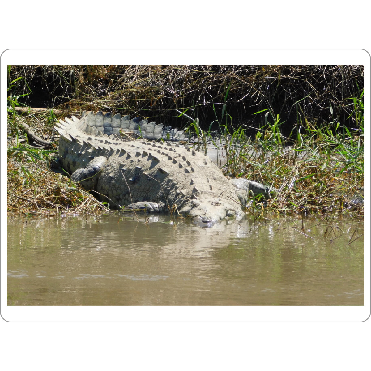Tischset "Ein Krokodil am Ufer" artboxONE - Natur,Reise,Tiere,Reise / Afrika,Reise / Länder