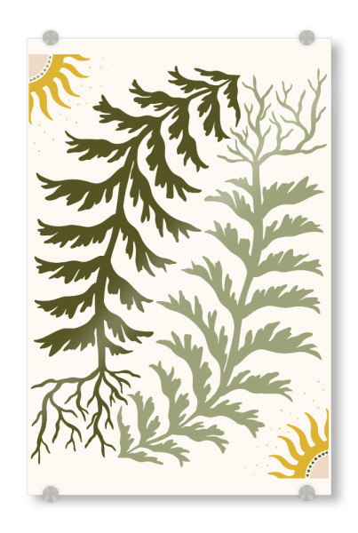 Acrylglasbild "Sun and Seaweed" artboxONE - Floral,Abstrakt - Abstract botanical,Seaweed illustration,Sun art,Folk art,Nature inspired,Organic design