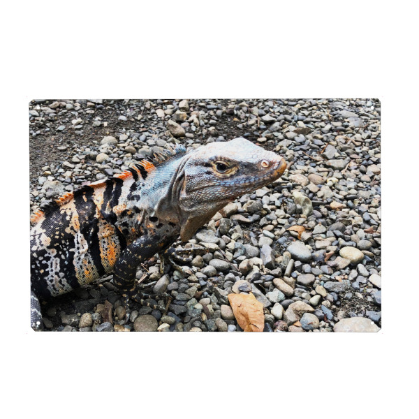 Holzbild "Curious Iguana" artboxONE - Natur,Reise,Tiere,Reise / Länder