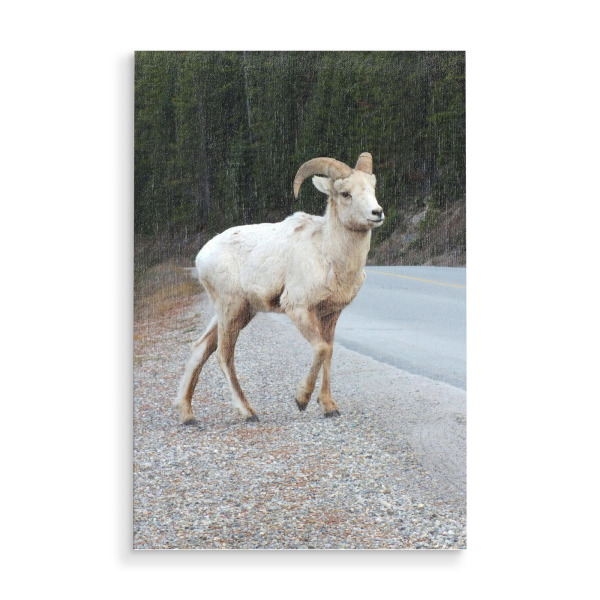 Holzbild "Mountain Sheep" artboxONE - Natur,Reise,Tiere,Reise / Länder