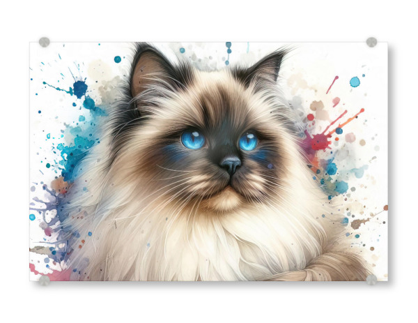 Acrylglasbild "Heilige Katze von Birma" artboxONE - Tiere,Abstrakt